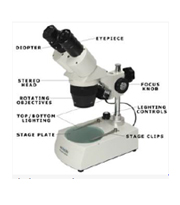 Stereo Microscopes 